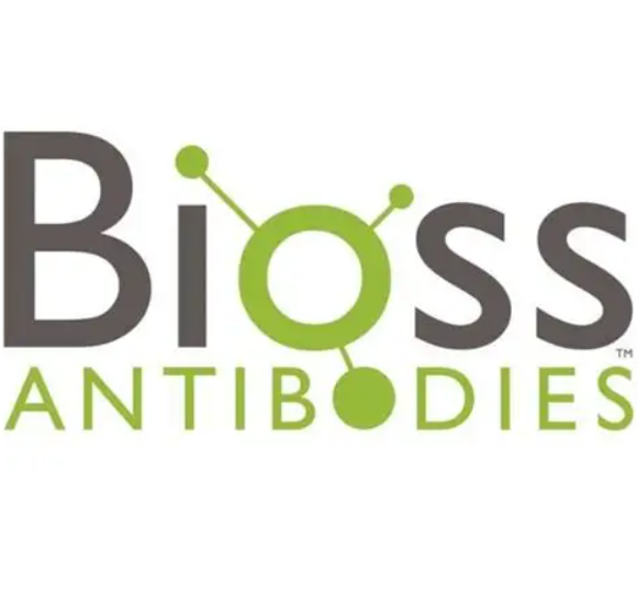 癌胚抗原单克隆抗体